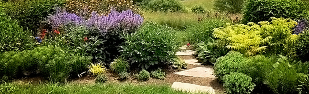 A garden with many plants and flowers