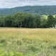 A field with trees in the background and some grass